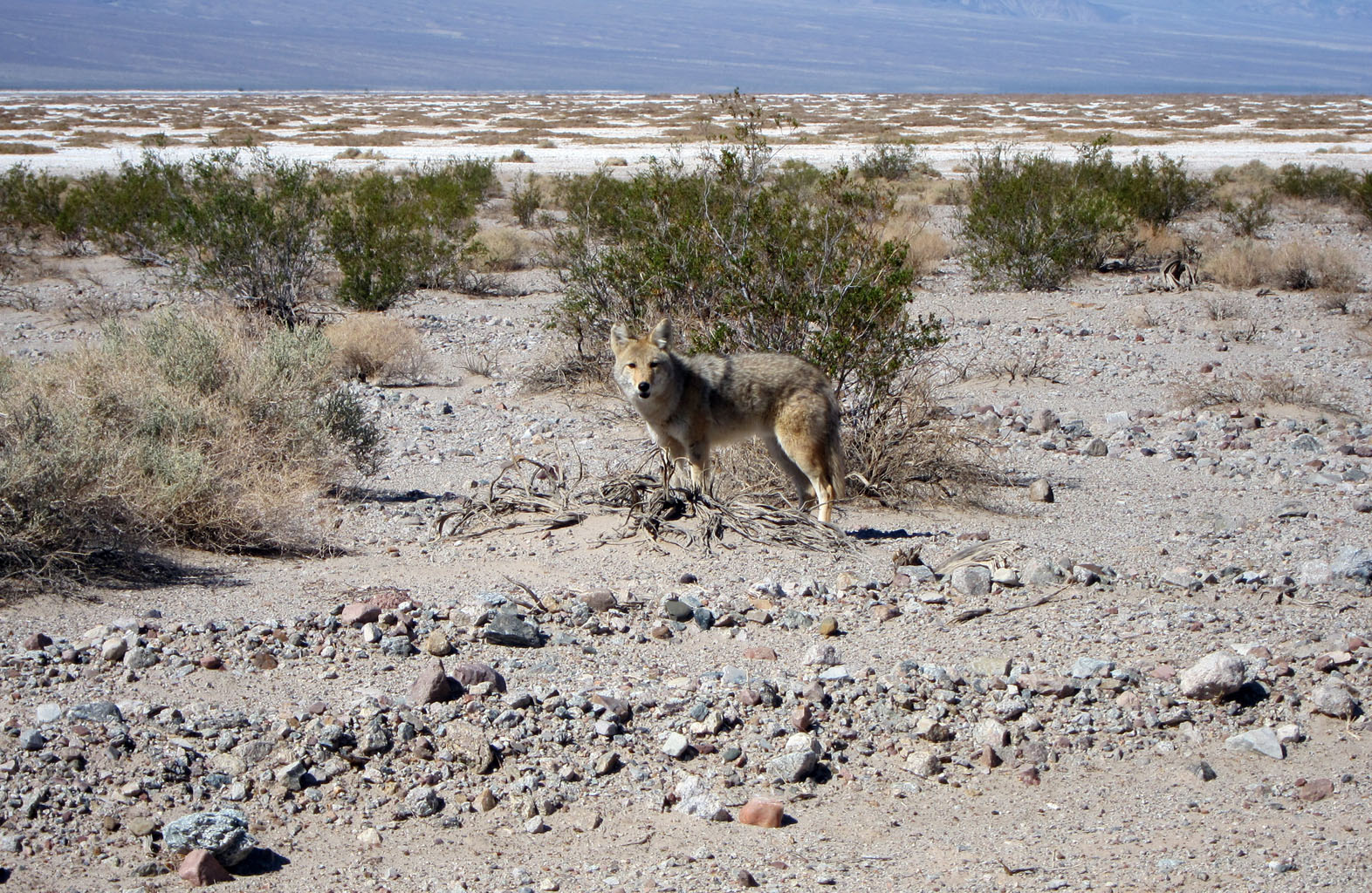 2014-15-IMG-1663-coyote