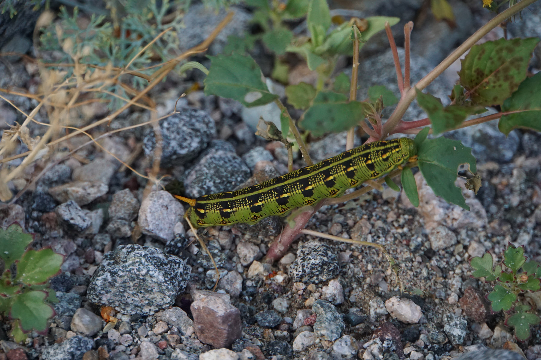 green and black caterpillar with spike horn