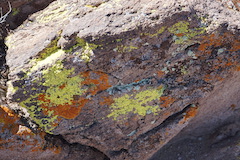 three colors of lichen 