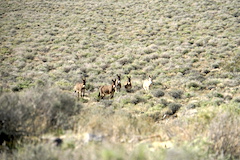herd of wild burros watching us warily 