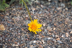 Desert Gold flower 