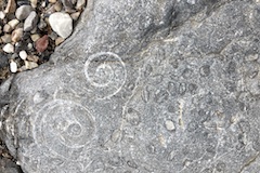 fossils 